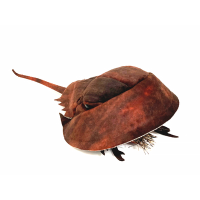 Horseshoe Crab Puppet